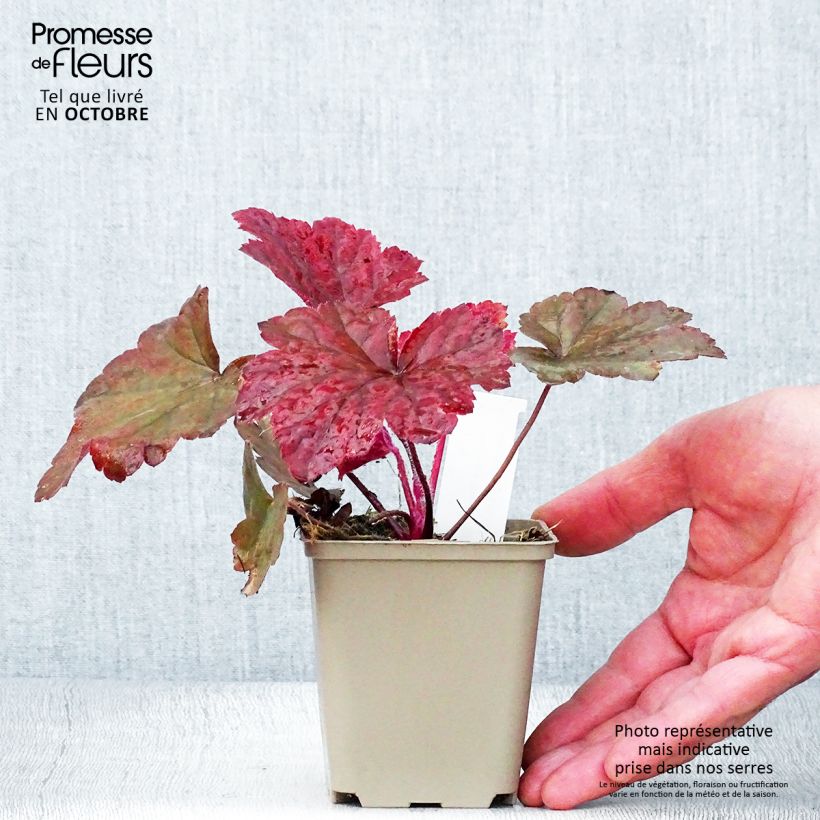 Exemplar von Heuchera Bloody Dinosaur - Purpurglöckchen Kleine Töpfe von 8/9 cm wie im Herbst geliefert