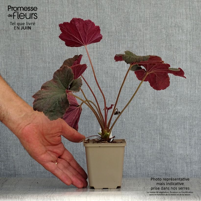 Exemplar von Heuchera Dark Magic - Purpurglöckchen Kleine Töpfe von 8/9 cm wie im Sommer geliefert