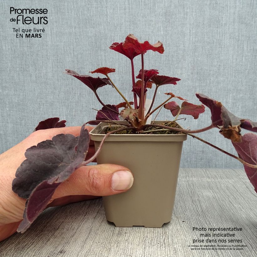 Example of Heuchera Dark Magic - Purpurglöckchen Kleine Töpfe von 8/9 cm as you get in printemps