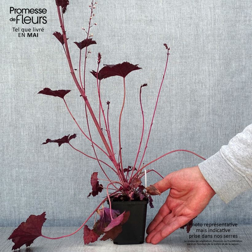 Exemplar von Heuchera Frosted Violet - Purpurglöckchen Kleine Töpfe von 8/9 cm wie im Frühjahr geliefert