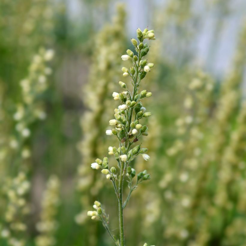 Heuchera Apple Crisp - Purpurglöckchen (Blüte)
