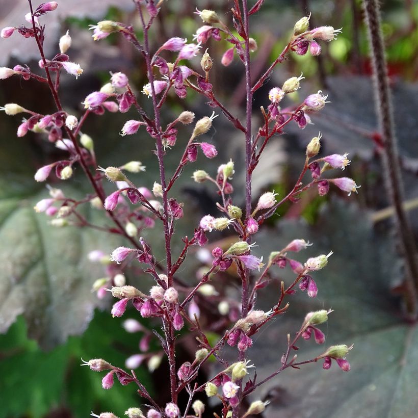 Heuchera Binoche - Purpurglöckchen (Flowering)