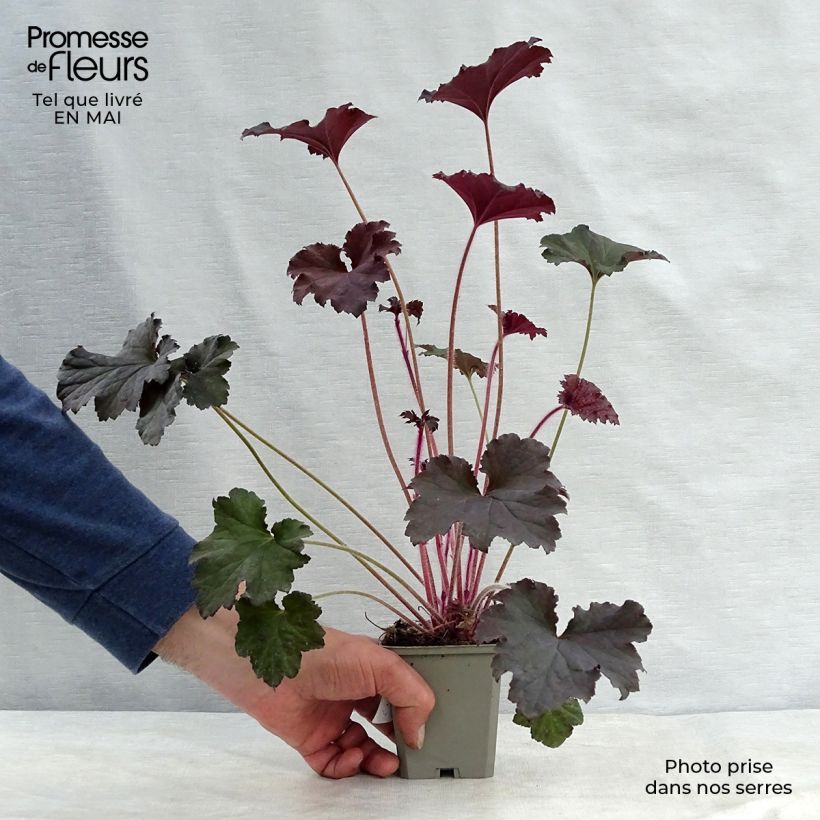 Example of Heuchera Binoche - Purpurglöckchen Kleine Töpfe von 8/9 cm as you get in printemps