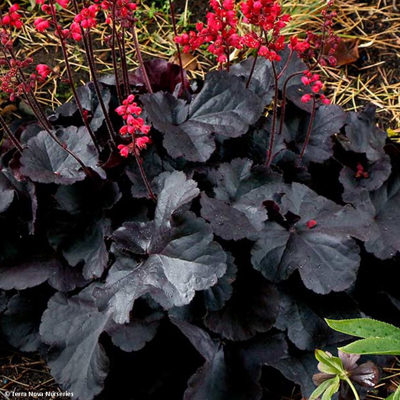 Heuchera Black Forest Cake - Purpurglöckchen (Laub)