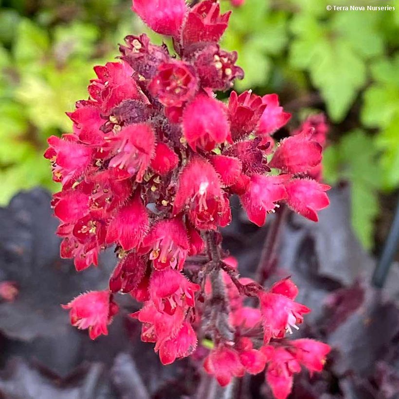 Heuchera Black Forest Cake - Purpurglöckchen (Blüte)