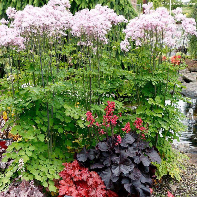 Heuchera Black Forest Cake - Purpurglöckchen (Wuchs)