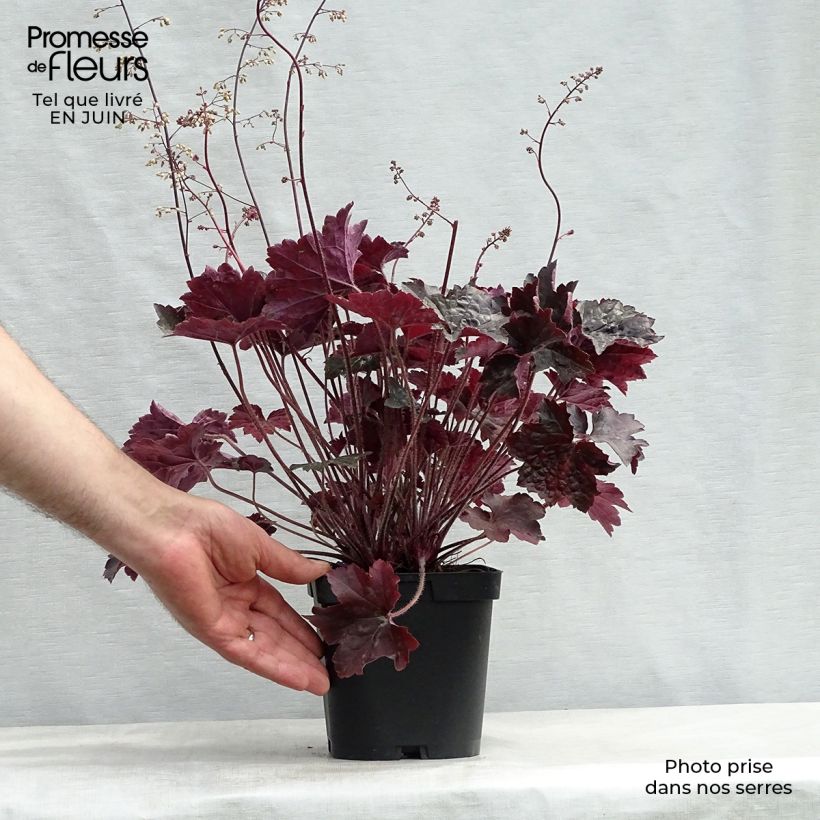 Exemplar von Heuchera Blackout - Purpurglöckchen Topf mit 2L/3L wie im Sommer geliefert