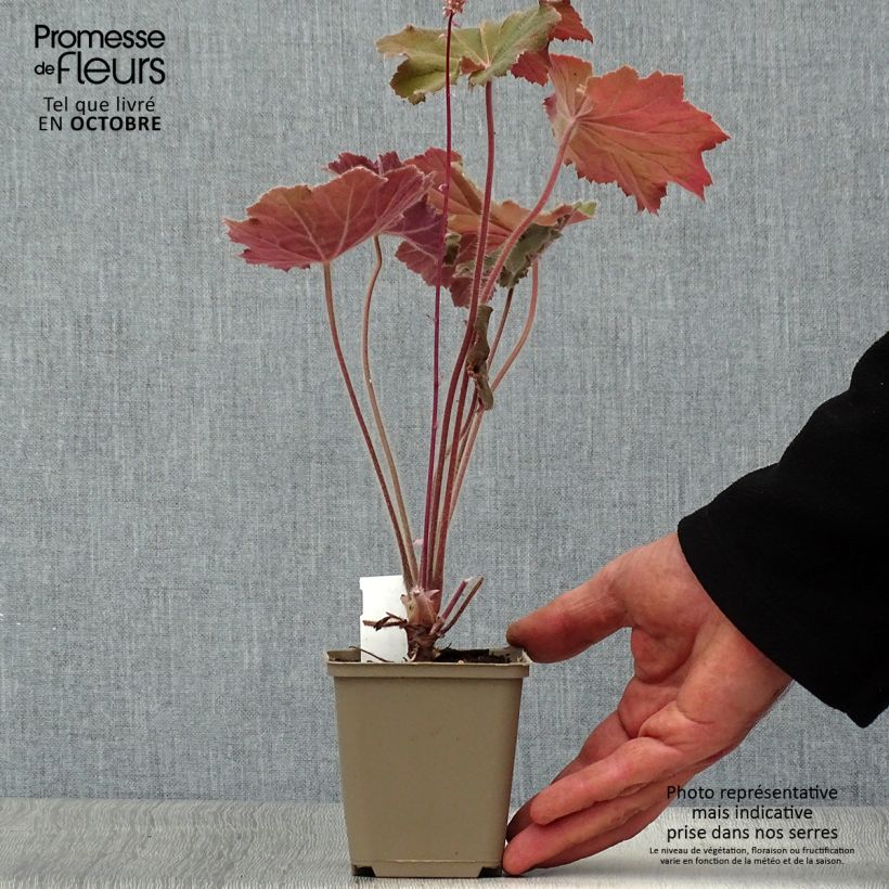 Exemplar von Heuchera villosa Bronze Beauty - Purpurglöckchen Kleine Töpfe von 8/9 cm wie im Herbst geliefert