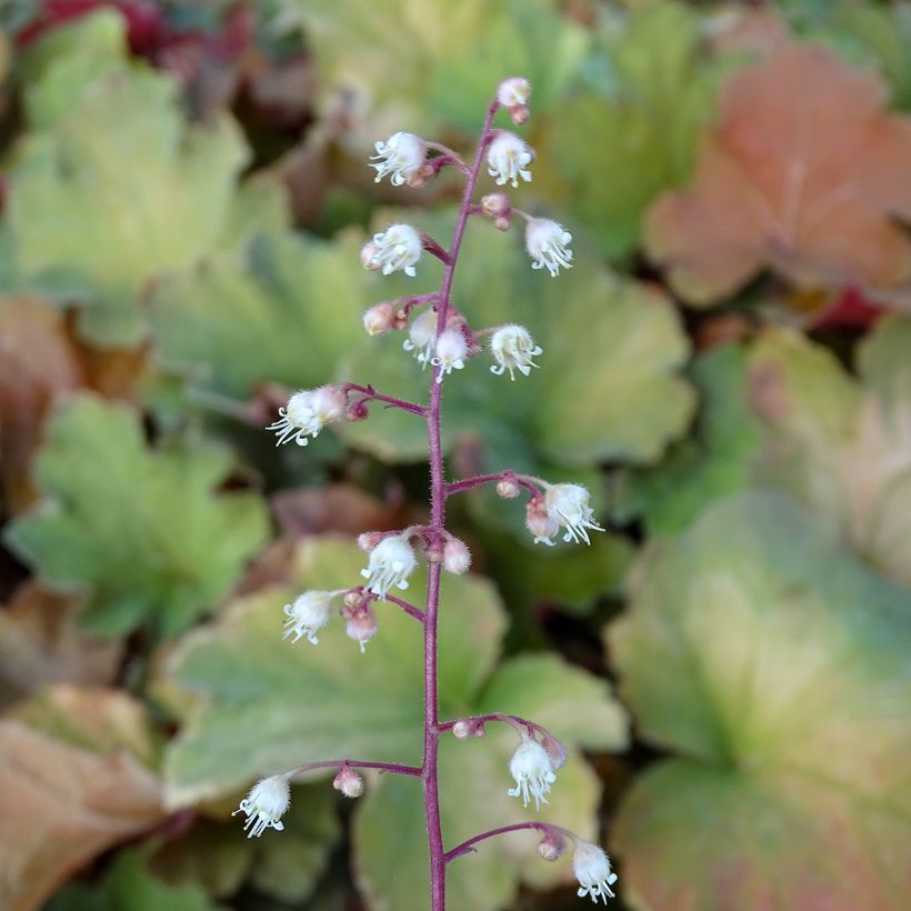 Heuchera Caramel - Purpurglöckchen (Flowering)