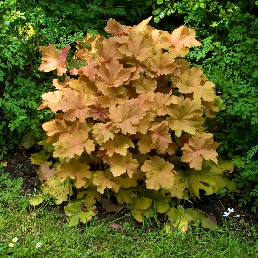 Heuchera Caramel - Purpurglöckchen (Plant habit)