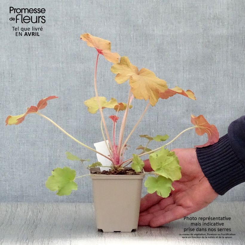 Example of Heuchera Caramel - Purpurglöckchen Kleine Töpfe von 8/9 cm as you get in printemps