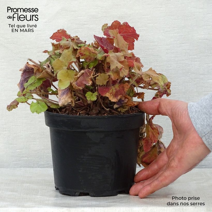 Example of Heuchera Caramel - Purpurglöckchen Topf mit 2L/3L as you get in printemps