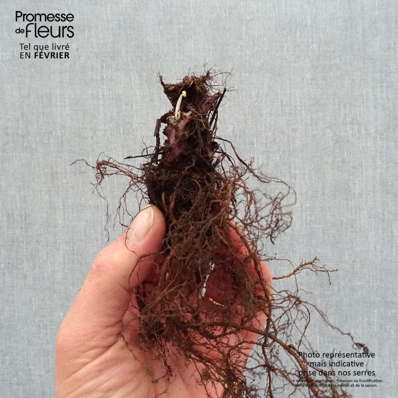 Example of Heuchera Caramel - Purpurglöckchen Wurzelnackt as you get in hiver