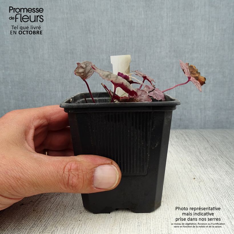 Exemplar von Heuchera Cascade Dawn - Purpurglöckchen Kleine Töpfe von 8/9 cm wie im Herbst geliefert