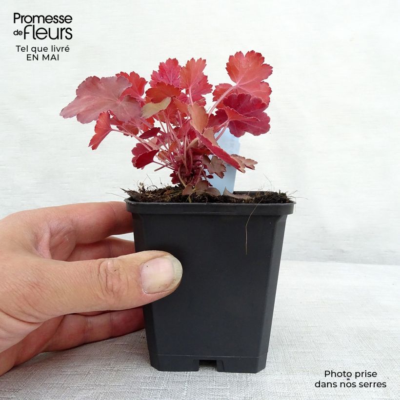 Example of Heuchera Cherry Cola - Purpurglöckchen Kleine Töpfe von 8/9 cm as you get in printemps
