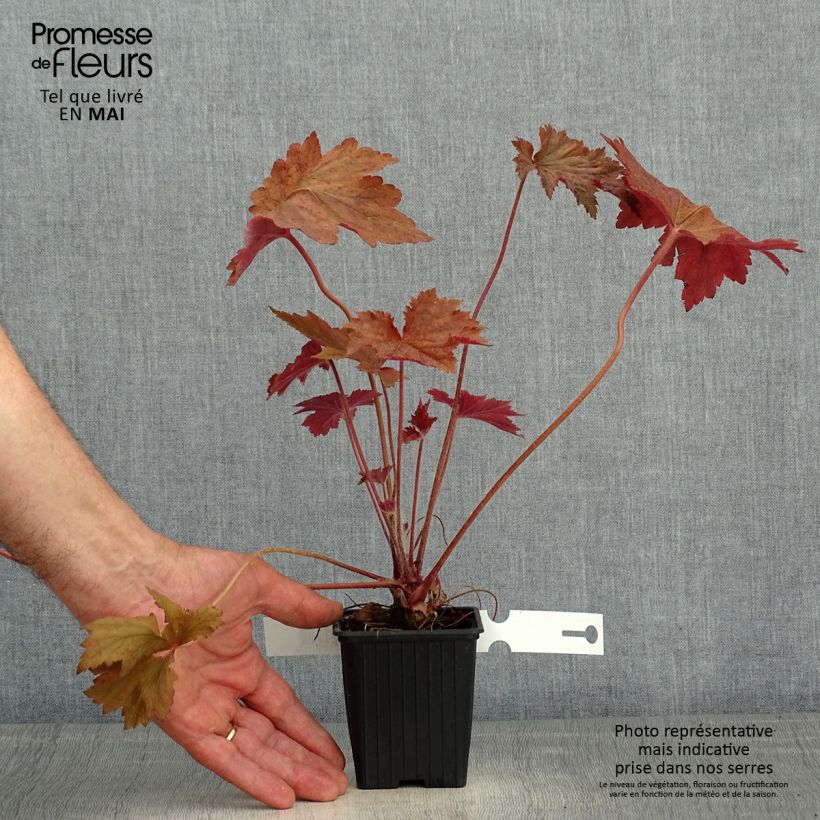 Exemplar von Heuchera Copper Dinosaur - Purpurglöckchen Kleine Töpfe von 8/9 cm wie im Frühjahr geliefert
