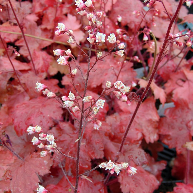 Heuchera Fire Chief - Purpurglöckchen (Flowering)