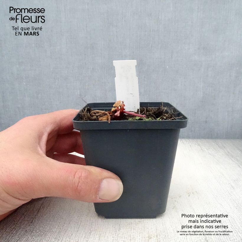 Example of Heuchera Fire Chief - Purpurglöckchen Kleine Töpfe von 8/9 cm as you get in printemps