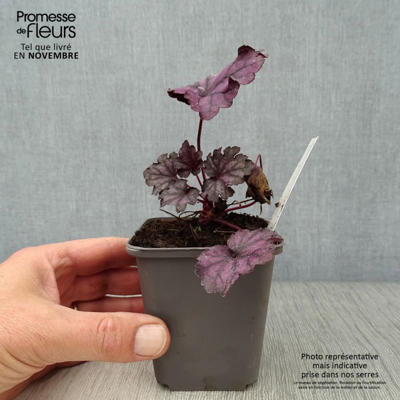 Exemplar von Heuchera Forever Purple - Purpurglöckchen Kleine Töpfe von 8/9 cm wie im Herbst geliefert