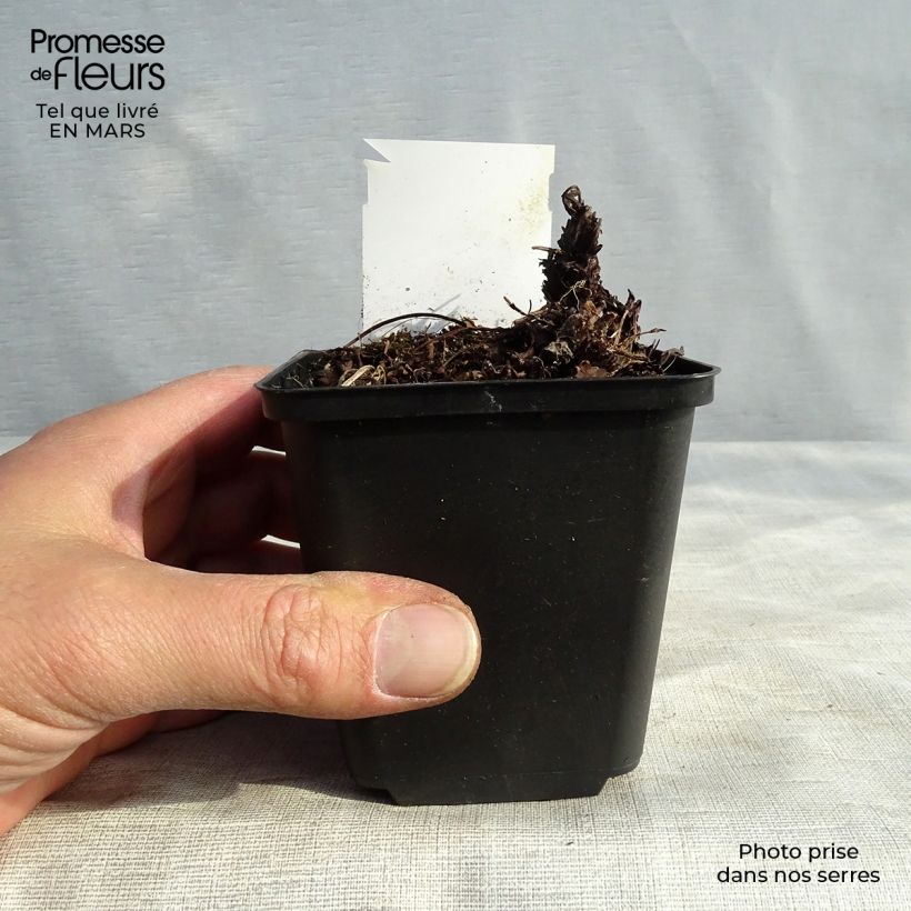 Example of Heuchera Green Ivory - Purpurglöckchen Kleine Töpfe von 8/9 cm as you get in printemps