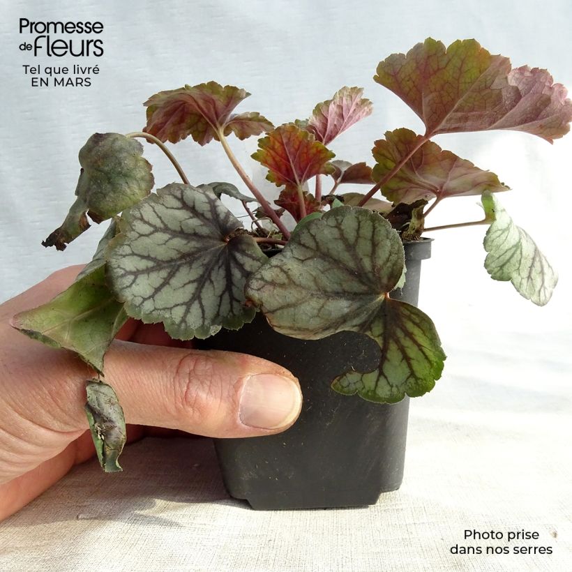 Example of Heuchera Green Spice - Purpurglöckchen Kleine Töpfe von 8/9 cm as you get in printemps