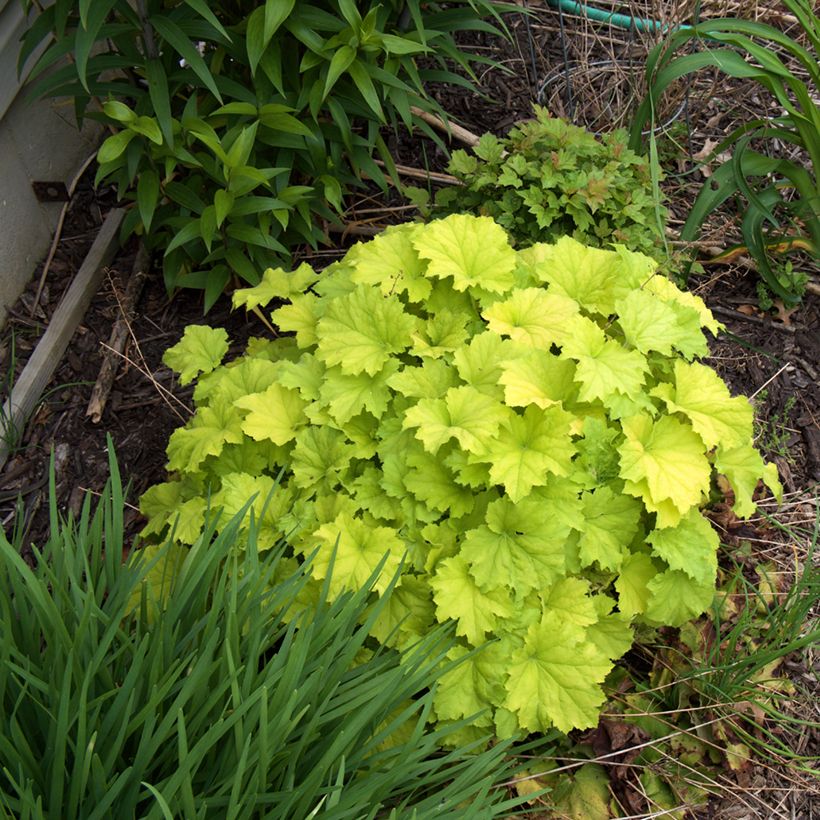 Heuchera Guacamole - Purpurglöckchen (Plant habit)