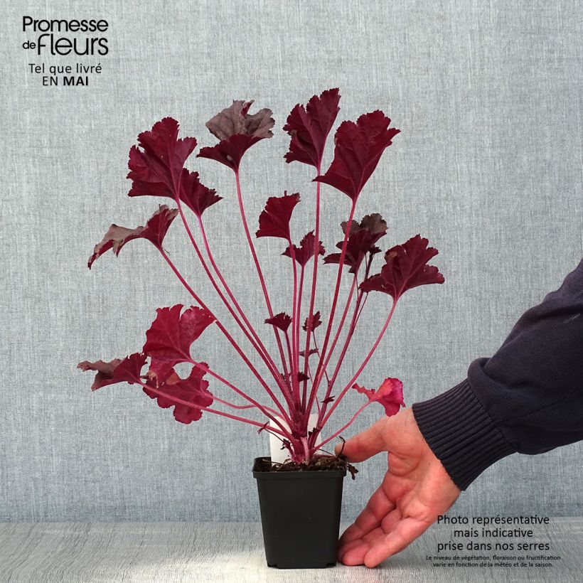 Example of Heuchera Dark Secret - Purpurglöckchen Kleine Töpfe von 8/9 cm as you get in printemps