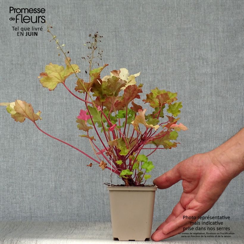 Exemplar von Heuchera Lime Marmalade - Purpurglöckchen Kleine Töpfe von 8/9 cm wie im Sommer geliefert