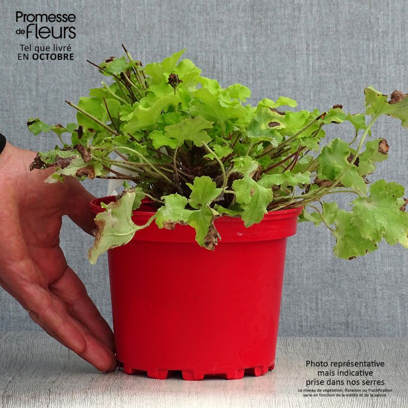 Exemplar von Heuchera Lime Marmalade - Purpurglöckchen Topf mit 2L/3L wie im Herbst geliefert