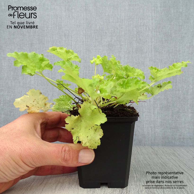 Exemplar von Heuchera Lime Rickey - Purpurglöckchen Kleine Töpfe von 8/9 cm wie im Herbst geliefert