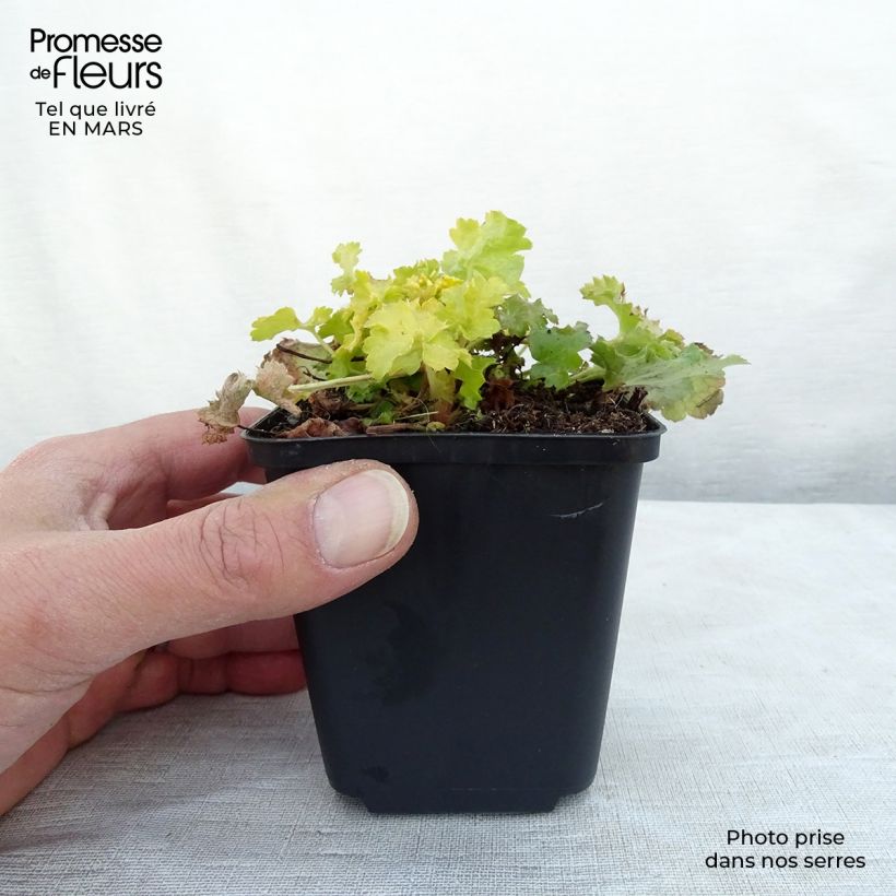 Example of Heuchera Lime Rickey - Purpurglöckchen Kleine Töpfe von 8/9 cm as you get in printemps