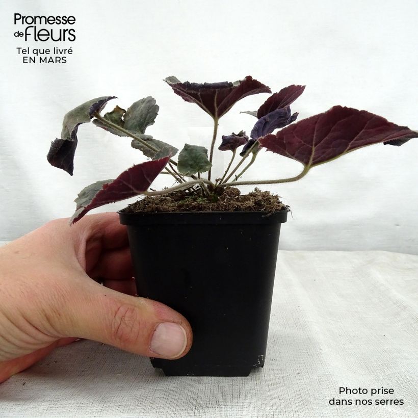 Exemplar von Heuchera villosa Magnum - Purpurglöckchen Kleine Töpfe von 8/9 cm wie im Frühjahr geliefert