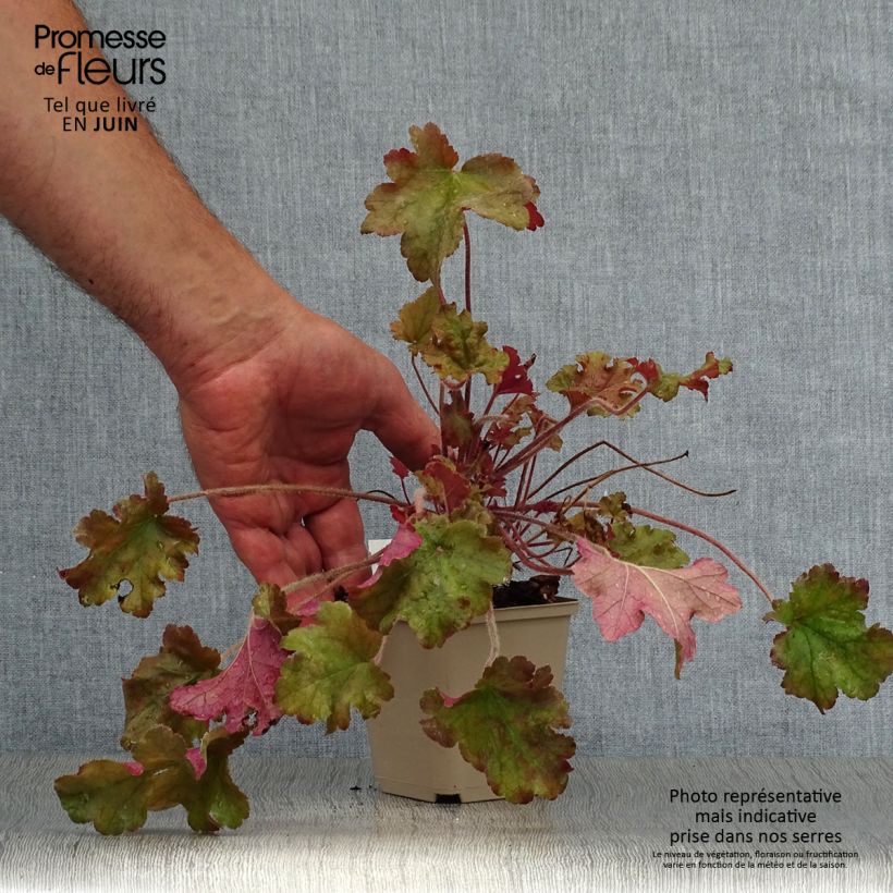 Exemplar von Heuchera Marmelade - Purpurglöckchen Kleine Töpfe von 8/9 cm wie im Sommer geliefert