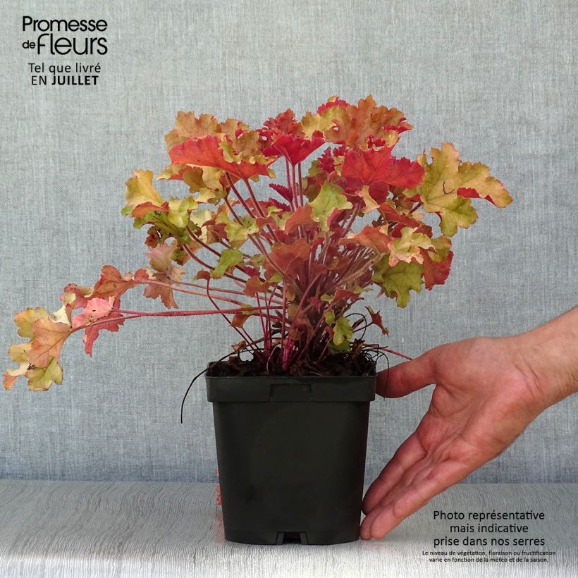 Exemplar von Heuchera Marmelade - Purpurglöckchen Topf mit 2L/3L wie im Sommer geliefert