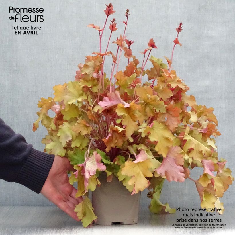 Example of Heuchera Marmelade - Purpurglöckchen Topf mit 2L/3L as you get in printemps
