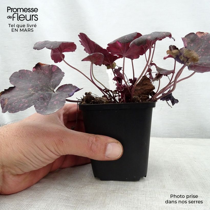 Example of Heuchera Midnight Rose - Purpurglöckchen Kleine Töpfe von 8/9 cm as you get in printemps