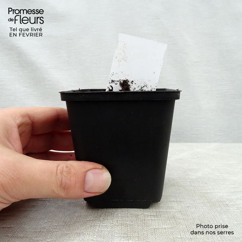 Exemplar von Heuchera Mint Julep - Purpurglöckchen Kleine Töpfe von 8/9 cm wie im Winter geliefert