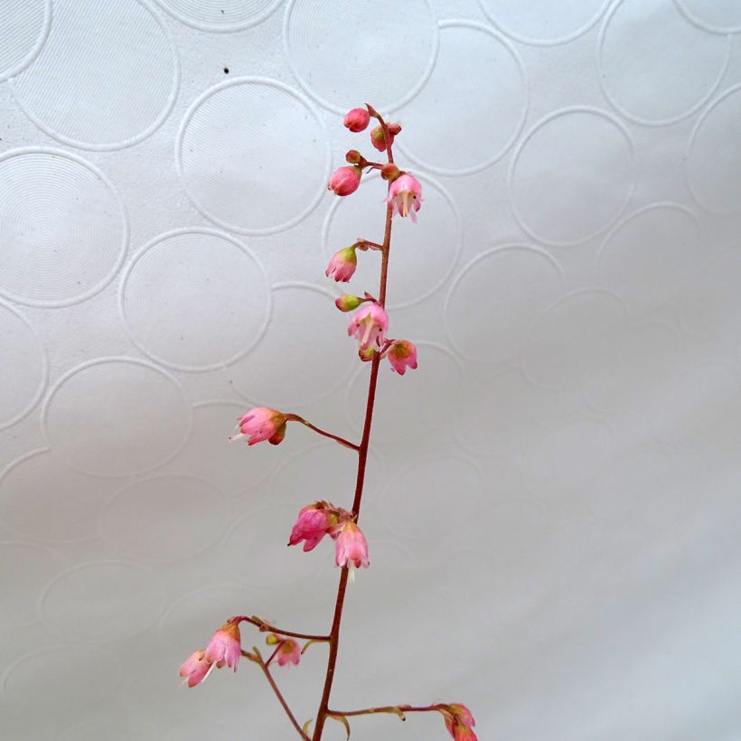 Heuchera Miracle - Purpurglöckchen (Flowering)