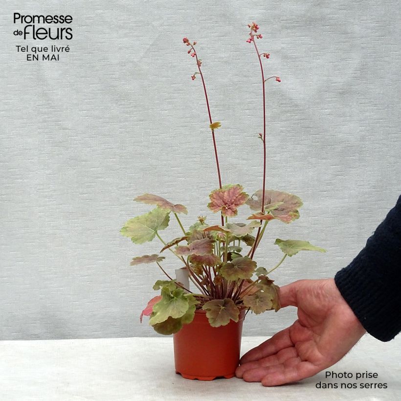 Example of Heuchera Miracle - Purpurglöckchen Kleine Töpfe von 8/9 cm as you get in printemps