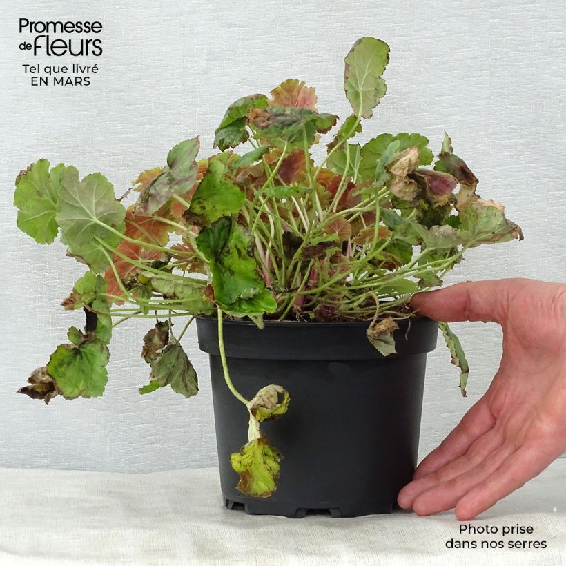 Example of Heuchera Miracle - Purpurglöckchen Topf mit 2L/3L as you get in printemps