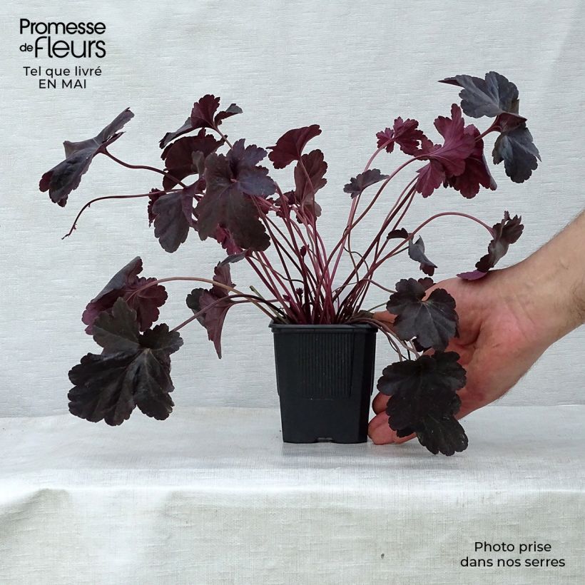 Example of Heuchera Obsisian - Purpurglöckchen Kleine Töpfe von 8/9 cm as you get in printemps