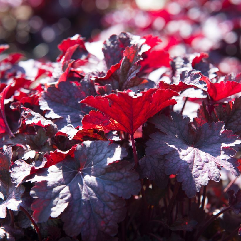 Heuchera Obsisian - Purpurglöckchen (Foliage)