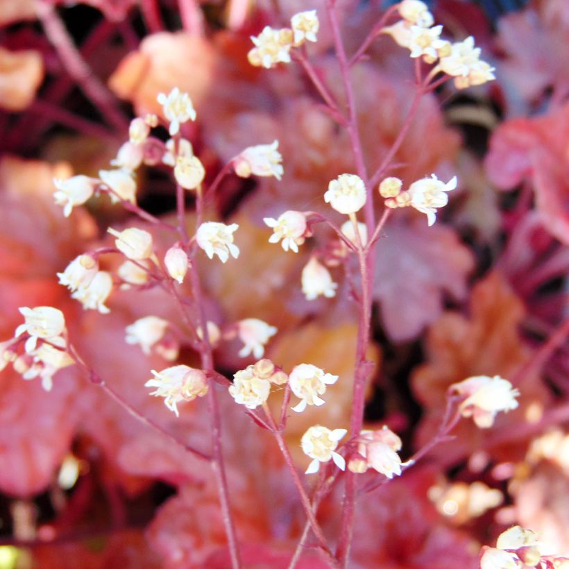 Heuchera Peach flambé - Purpurglöckchen (Flowering)