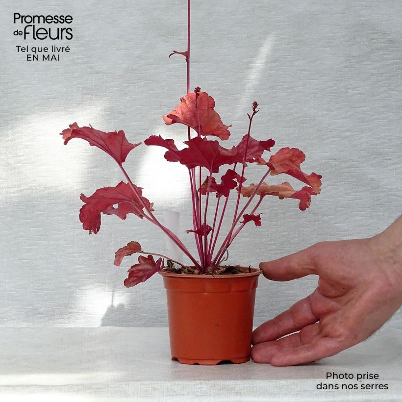 Example of Heuchera Peach flambé - Purpurglöckchen Kleine Töpfe von 8/9 cm as you get in printemps
