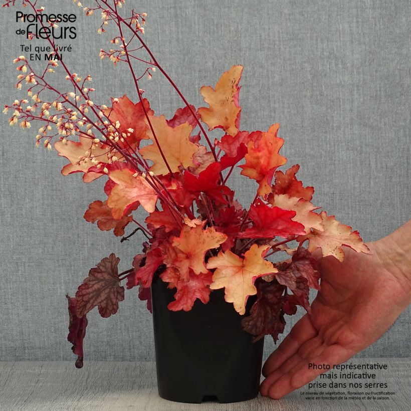 Exemplar von Heuchera Peach flambé - Purpurglöckchen Topf mit 1,5L/2L wie im Frühjahr geliefert