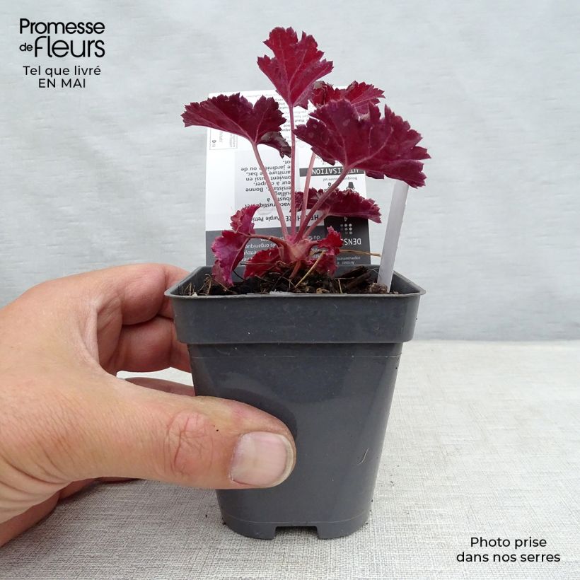 Exemplar von Heuchera Purple Petticoats - Purpurglöckchen Kleine Töpfe von 8/9 cm wie im Frühjahr geliefert