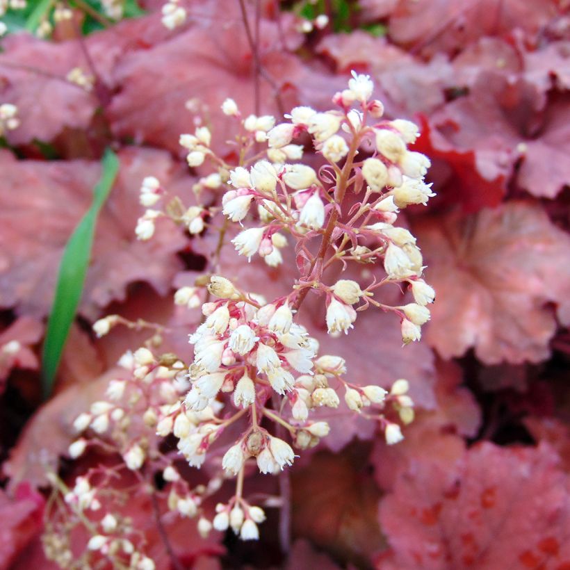 Heuchera Rio - Purpurglöckchen (Flowering)