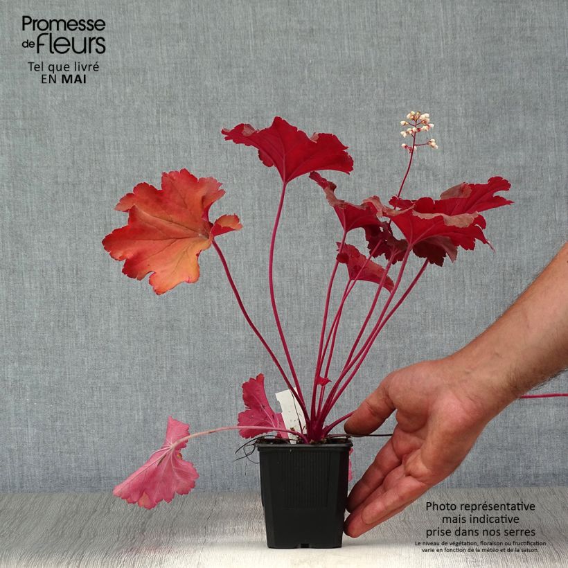 Example of Heuchera Rio - Purpurglöckchen Kleine Töpfe von 7/8 cm as you get in printemps