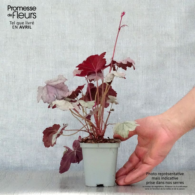Example of Heuchera Silver Gumdrop - Purpurglöckchen Kleine Töpfe von 8/9 cm as you get in printemps