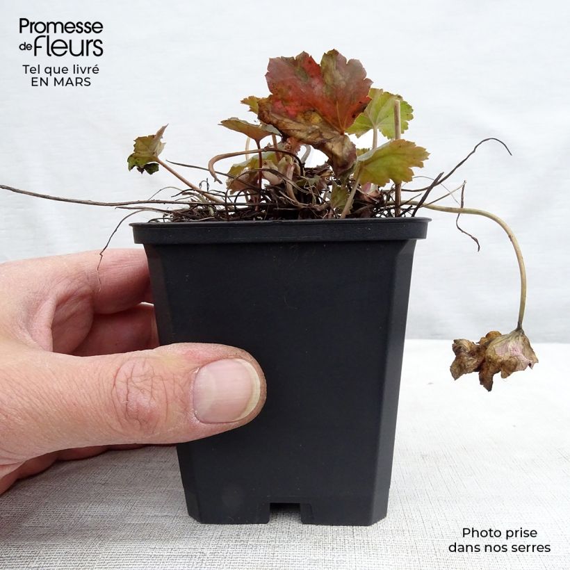 Example of Heuchera americana Dale s Strain - Purpurglöckchen Kleine Töpfe von 8/9 cm as you get in printemps